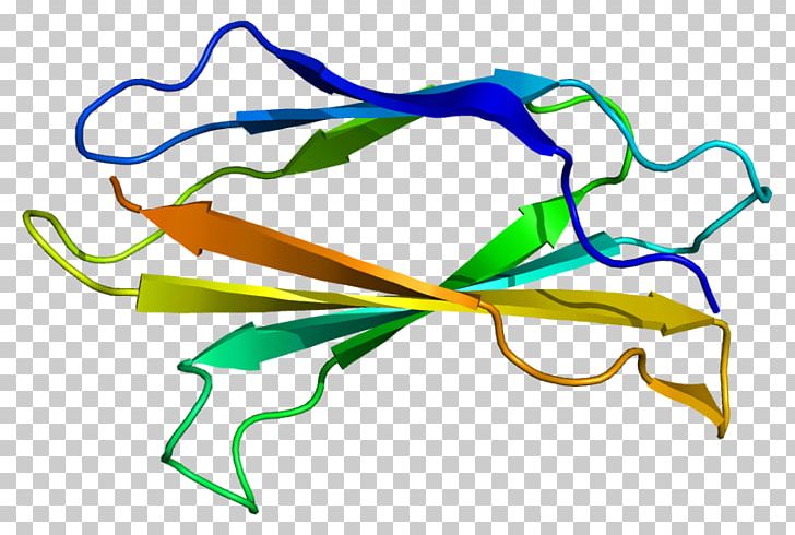 Beta-sandwich Tenascin C Protein Domain PNG, Clipart, Amino Acid, Area, Artwork, Betasandwich, Cell Free PNG Download