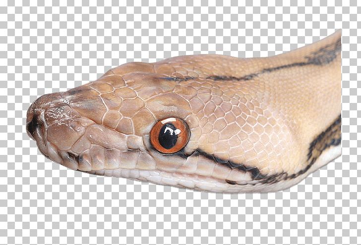 Boa Constrictor Snakebite Angry Anaconda Attack Sim 3D Boomslang PNG, Clipart, Animal, Animal Bite, Animals, Black Mamba, Boa Constrictor Free PNG Download