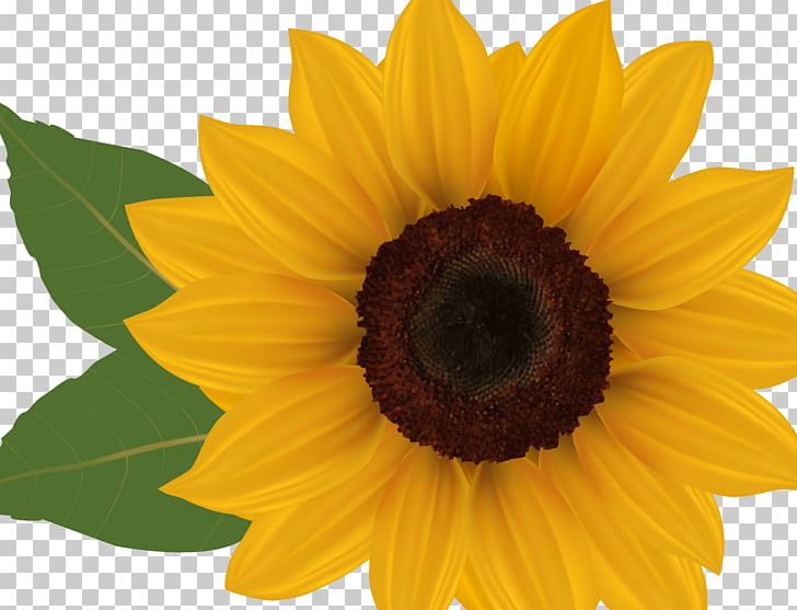 Close-up PNG, Clipart, Closeup, Daisy Family, Flower, Flowering Plant, Others Free PNG Download