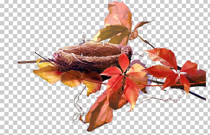 Leaf Plant Autumn Petal PNG, Clipart,  Free PNG Download