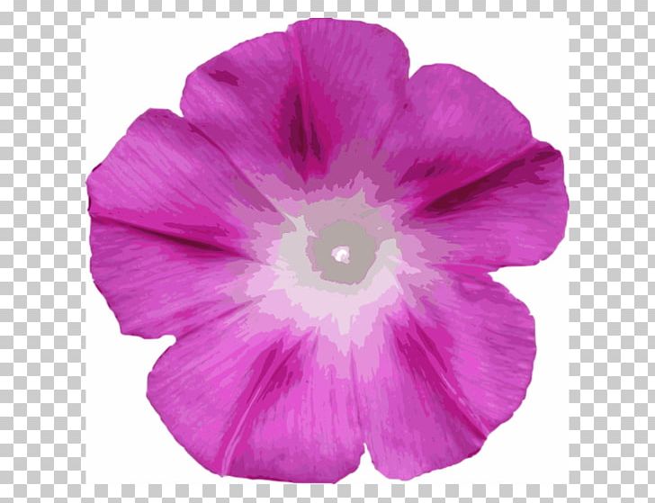 Morning Glory PNG, Clipart, Annual Plant, Blog, Clip Art, Drawing, Flower Free PNG Download