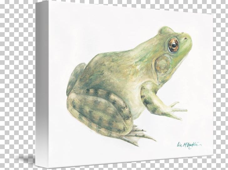 American Bullfrog True Frog Toad Tree Frog PNG, Clipart, American Bullfrog, Amphibian, Animal, Animals, Art Free PNG Download