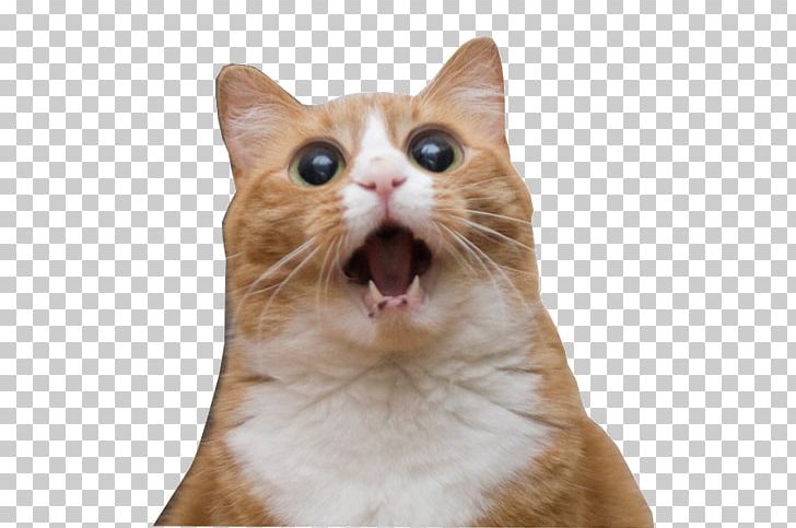 Cats And The Internet Lolcat Rage Comic Pet PNG, Clipart, Animals, Cartoon, Cat, Cat Lady, Cat Like Mammal Free PNG Download