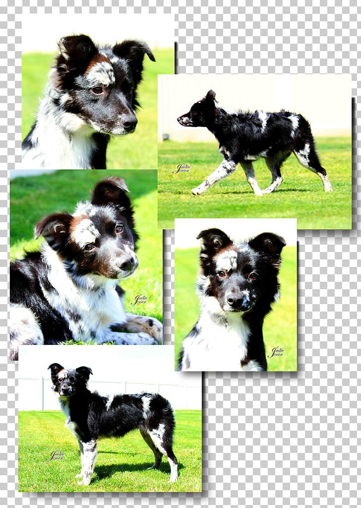 Dog Breed Border Collie Stabyhoun Australian Shepherd Rough Collie PNG, Clipart, American Kennel Club, American School, Australian Shepherd, Border Collie, Breed Free PNG Download