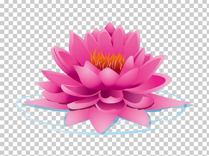 Nelumbo Nucifera Lotus Cars PNG, Clipart, Aquatic Plant, Chrysanths, Clip Art, Dahlia, Daisy Family Free PNG Download