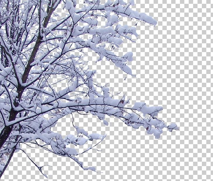 Snow Branch Twig PNG, Clipart, Animation, Branch, Branches, Cherry Blossom, Computer Wallpaper Free PNG Download