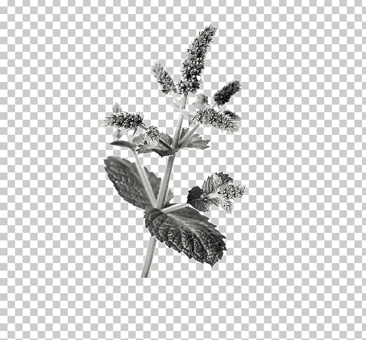 Apple Mint Mentha Spicata Euclidean PNG, Clipart, Apple Mint, Black And White, Chinese, Dow, Encapsulated Postscript Free PNG Download