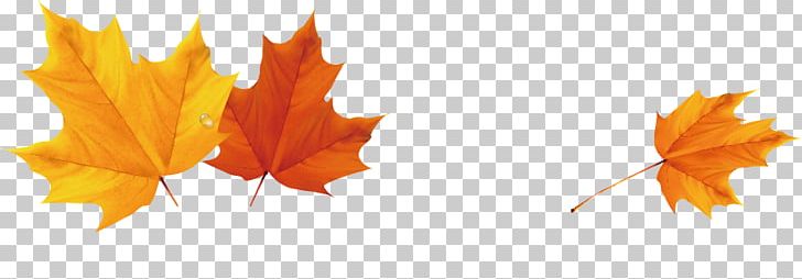 Autumn Leaf Color PNG, Clipart, Adobe Illustrator, Autumn, Autumn Tree, Autumn Vector, Banner Free PNG Download
