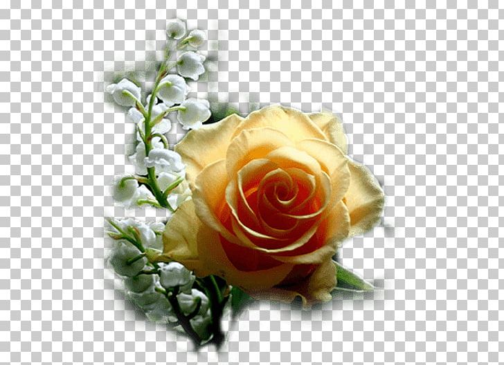 Rose Desktop Flower PNG, Clipart, Color, Common Daisy, Computer Wallpaper, Cut Flowers, Desktop Wallpaper Free PNG Download