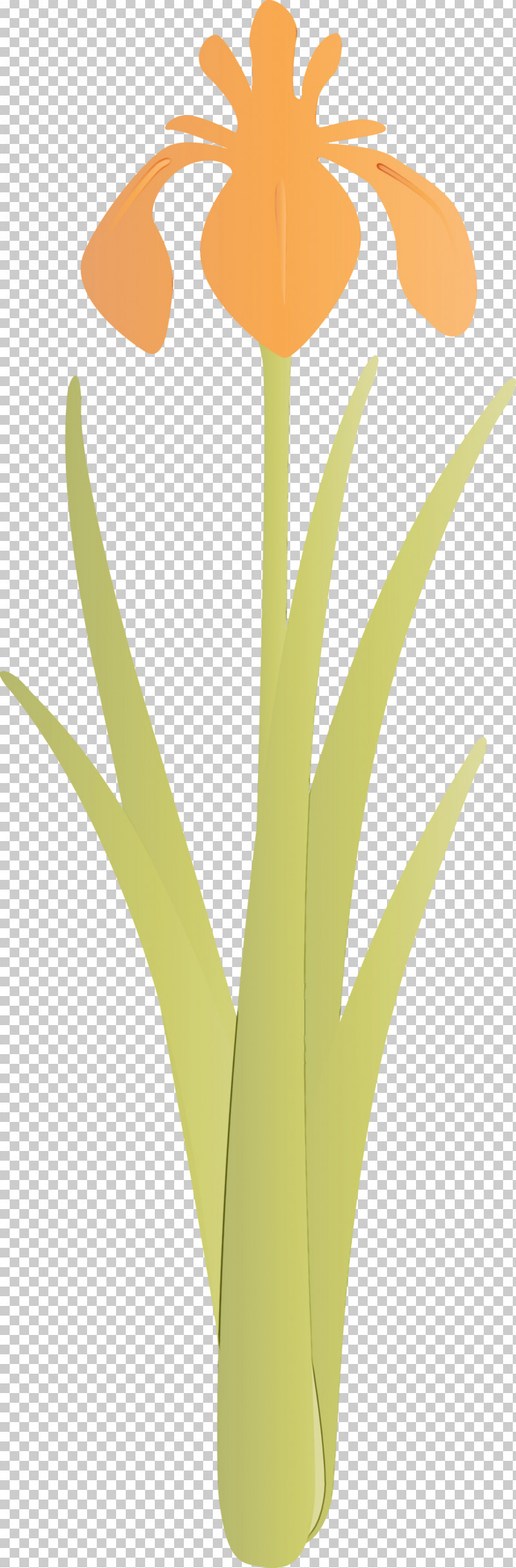 Yellow Leaf Plant Grass Family Flower PNG, Clipart, Flower, Grass, Grass Family, Iris Flower, Leaf Free PNG Download