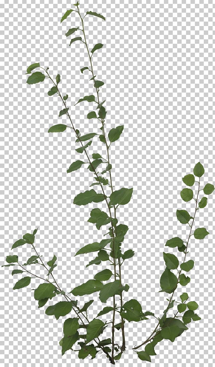 Aesculus Californica Poison Sumac Plant Western Poison Oak Poison Ivy PNG, Clipart, Aesculus Californica, Artemisia Ludoviciana, Branch, Buckeyes, Curry Plant Free PNG Download