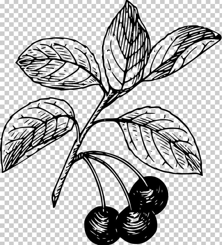 Black Cherry Bitter-berry PNG, Clipart, Artwork, Bitterberry, Black And White, Black Cherry, Branch Free PNG Download