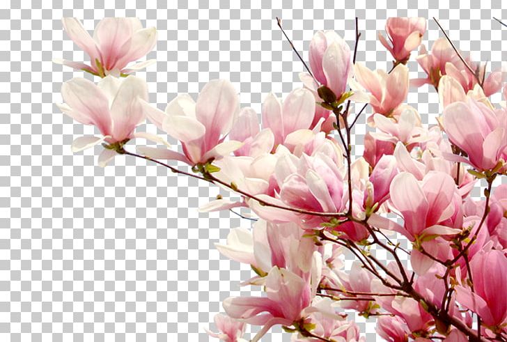 Cherry Blossom Peach PNG, Clipart, Blossom, Branch, Cherry, Computer Wallpaper, Flower Free PNG Download