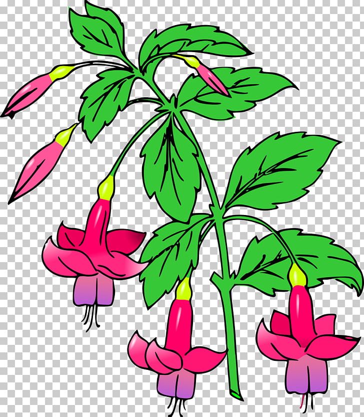Fuchsia Floral Design PNG, Clipart, Artwork, Branch, Cut Flowers, Download, Drawing Love Free PNG Download