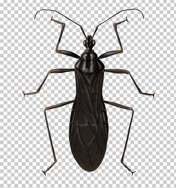 Insect PNG, Clipart, 2010, Animals, Arthropod, Insect, Invertebrate Free PNG Download