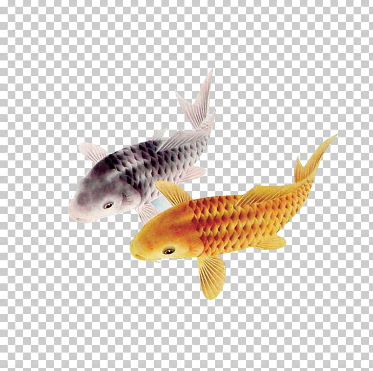 Koi Pond Carassius Auratus Fish PNG, Clipart, Animals, Aquarium Fish, Carassius Auratus, Cartoon, Common Carp Free PNG Download