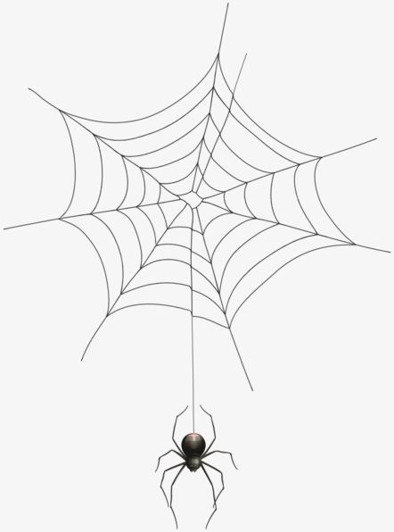 Spider Web Spider PNG, Clipart, Animal, Cobweb, Spider, Spider Clipart, Web Clipart Free PNG Download