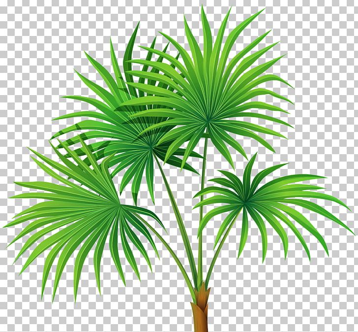 Washingtonia Robusta Arecaceae PNG, Clipart, Arecales, Borassus Flabellifer, Clipart, Date Palm, Encapsulated Postscript Free PNG Download