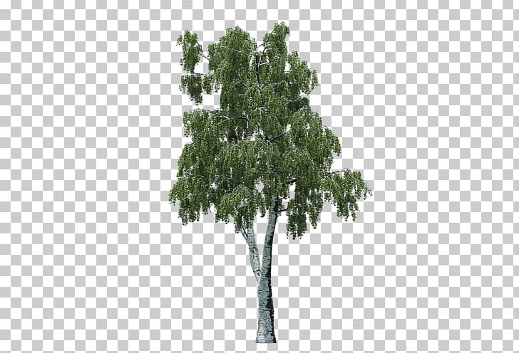 Branch Tree Lepidodendron Oak Coast Redwood PNG, Clipart, 132 Scale, Branch, Coast Redwood, G Scale, Ho Scale Free PNG Download