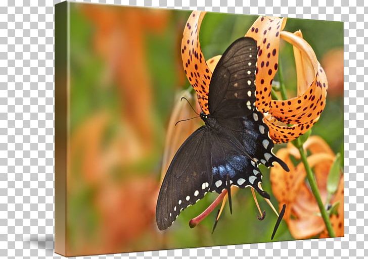 Monarch Butterfly Lycaenidae Nymphalidae Wildlife PNG, Clipart, Arthropod, Brush Footed Butterfly, Butterfly, Glossy Butterflys, Insect Free PNG Download