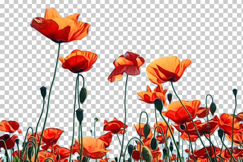 Floral Design PNG, Clipart, Biology, Cut Flowers, Floral Design, Flower, Paint Free PNG Download