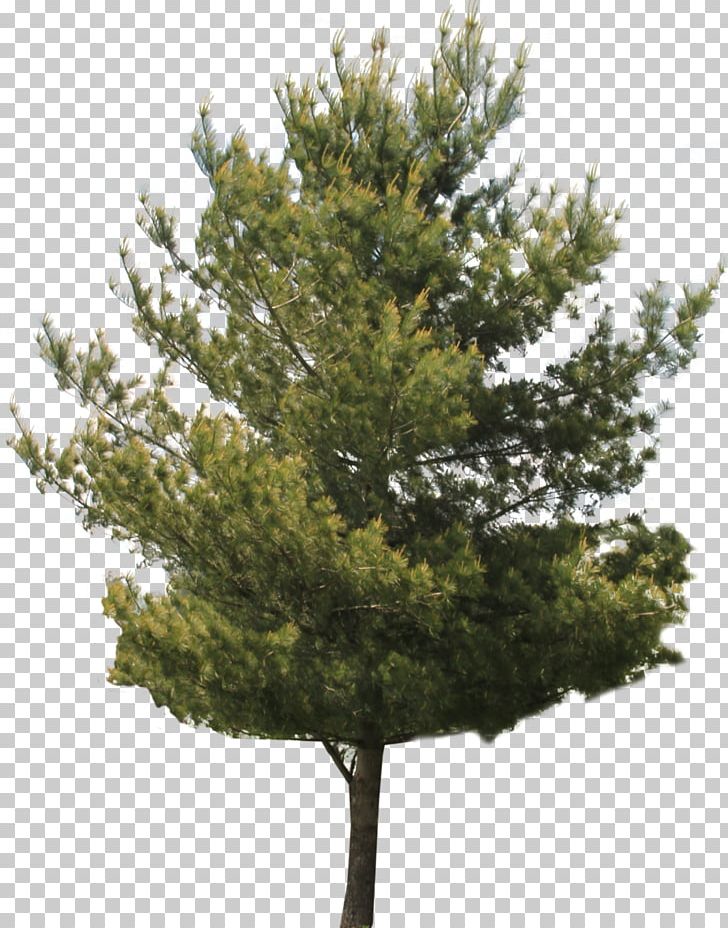 Red Maple Tree Pine PNG, Clipart, Biome, Branch, Broadleaved Tree, Clip Art, Conifer Free PNG Download