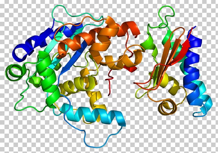 TOB1 Protein CNOT7 PABPC1 Ribosome PNG, Clipart, 40s Ribosomal Protein S3a, 60s Ribosomal Protein L5, 60s Ribosomal Protein L11, 60s Ribosomal Protein L26, Area Free PNG Download