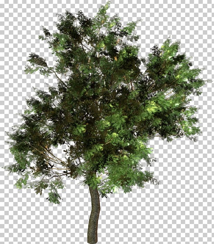 Branch Pinus Taeda Tree Western Yellow Pine Conifer Cone PNG, Clipart, Agac, Agac Resimleri, Branch, Christmas Tree, Conifer Cone Free PNG Download
