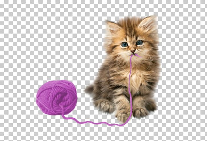Kitten Cat Puppy Cuteness Pet PNG, Clipart, Animal, Animals, British Semi Longhair, Carnivoran, Cat Free PNG Download