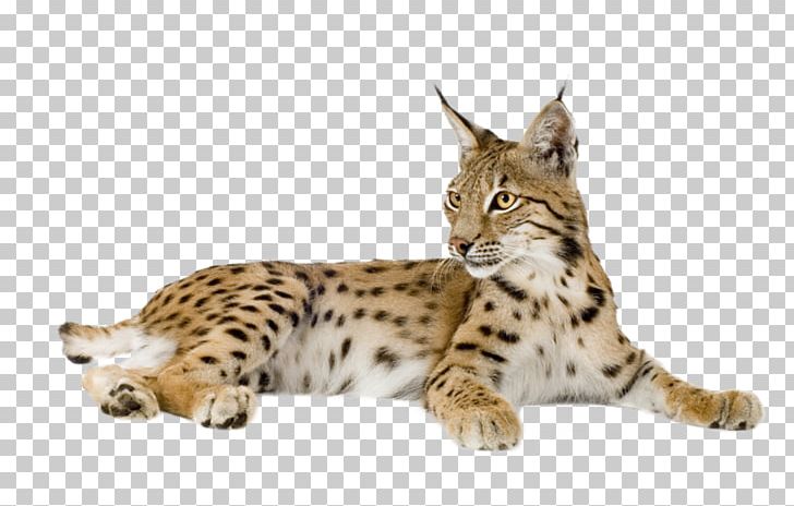 Lynx PNG, Clipart, Lynx Free PNG Download