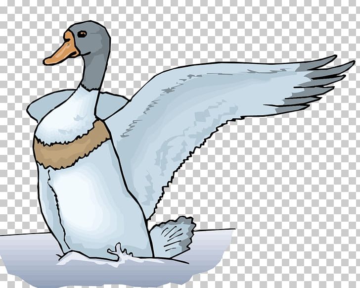 Mallard Duck Euclidean Illustration PNG, Clipart, Animals, Beak, Bird, Duck, Ducks Free PNG Download