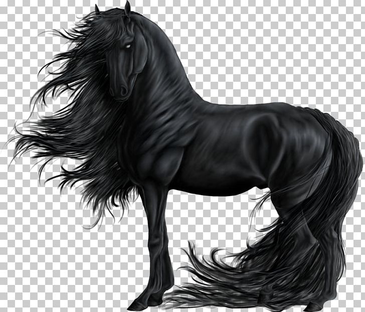 Mustang Gypsy Horse Stallion Black Howrse PNG, Clipart, American Paint Horse,  Animal, Arabian Horse, Black, Black