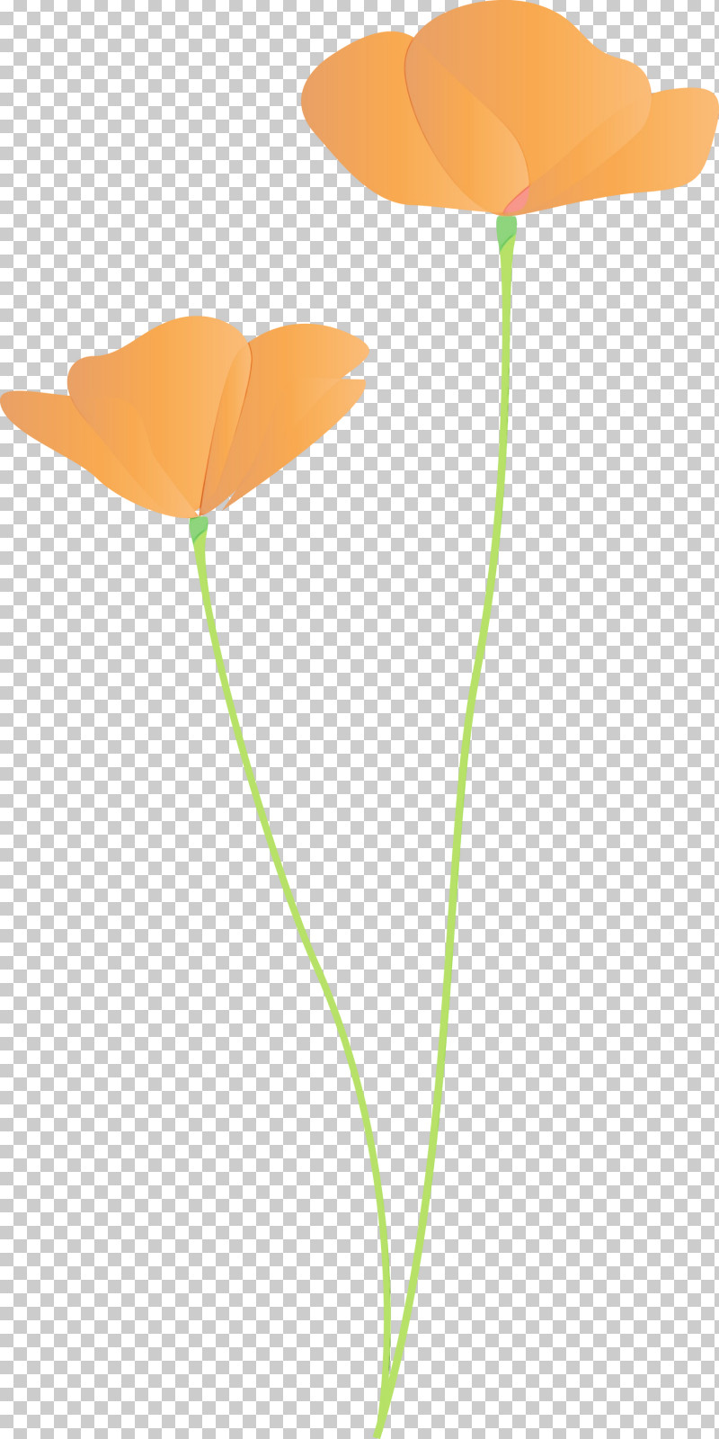 Orange PNG, Clipart, Anthurium, Coquelicot, Flower, Leaf, Orange Free PNG Download