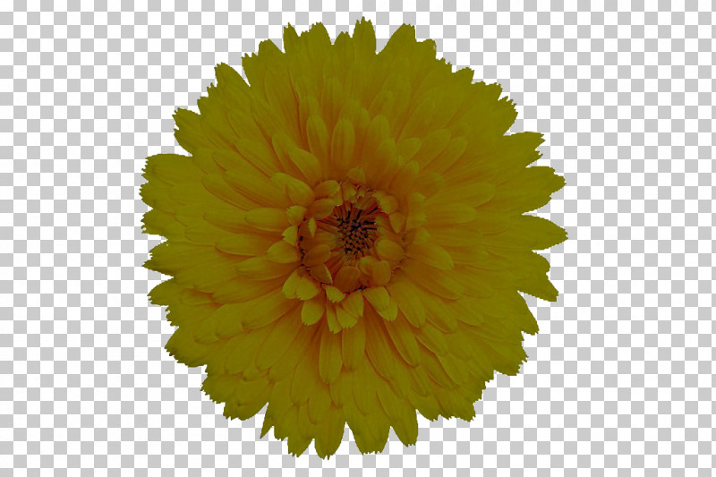 Sunflower PNG, Clipart, Cut Flowers, English Marigold, Flower, Petal, Plant Free PNG Download