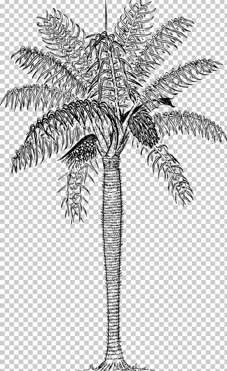 Arecaceae T-shirt PNG, Clipart, Acrocomia Aculeata, Arecaceae, Arecales, Art, Black And White Free PNG Download