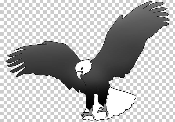 Bald Eagle Black And White Black-and-white Hawk-eagle PNG, Clipart, Accipitriformes, Animals, Bald, Bald Eagle, Beak Free PNG Download