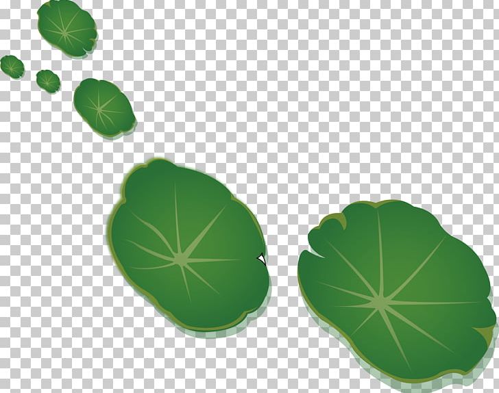 Leaf Nelumbo Nucifera Lotus Effect PNG, Clipart, Abstract, Background Green, Color, Computer Graphics, Grass Free PNG Download