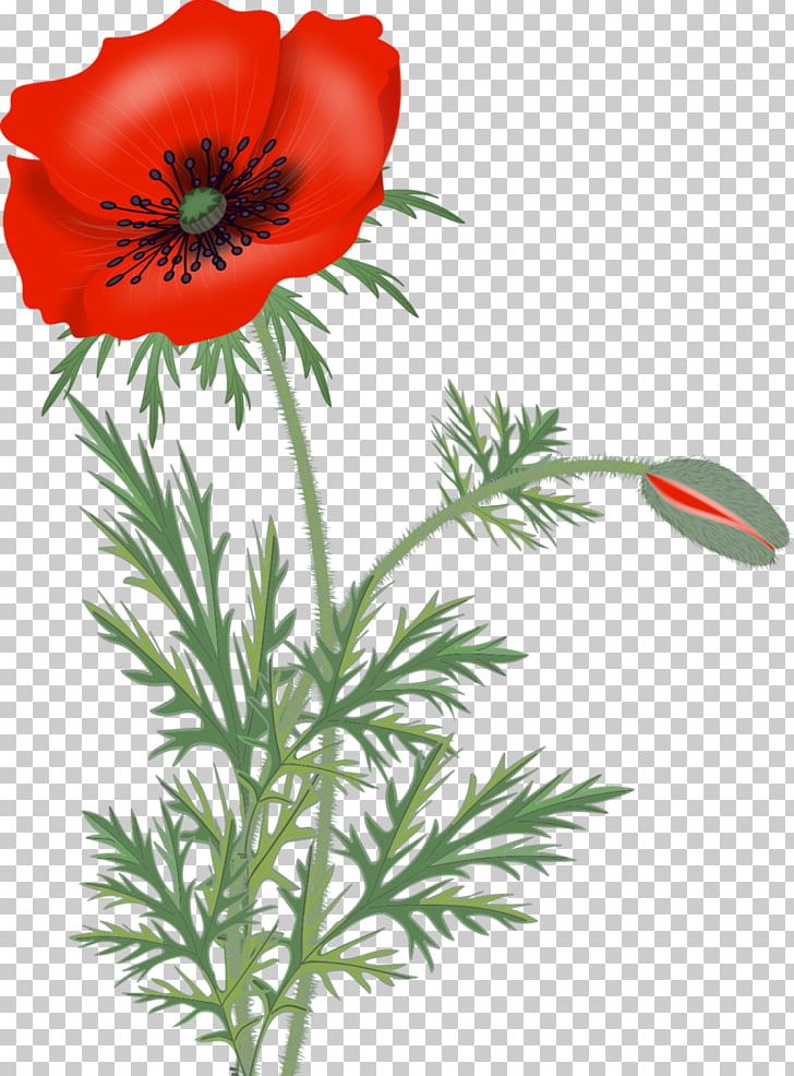 Remembrance Poppy Wildflower PNG, Clipart, Anemone, Blog, Common Poppy, Coquelicot, Cut Flowers Free PNG Download