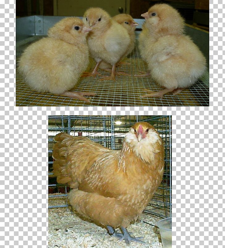 Rooster Brahma Chicken Silkie Barbu D'Uccle Breed PNG, Clipart,  Free PNG Download