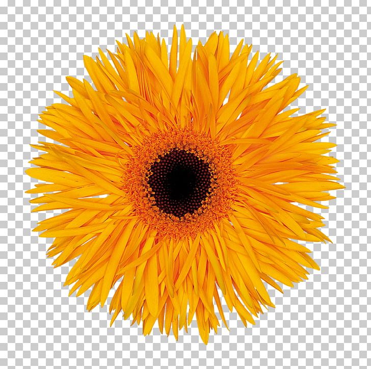 Stock Photography Common Sunflower Transvaal Daisy PNG, Clipart, Calendula, Common Sunflower, Cut Flowers, Daisy Family, Dandelion Free PNG Download
