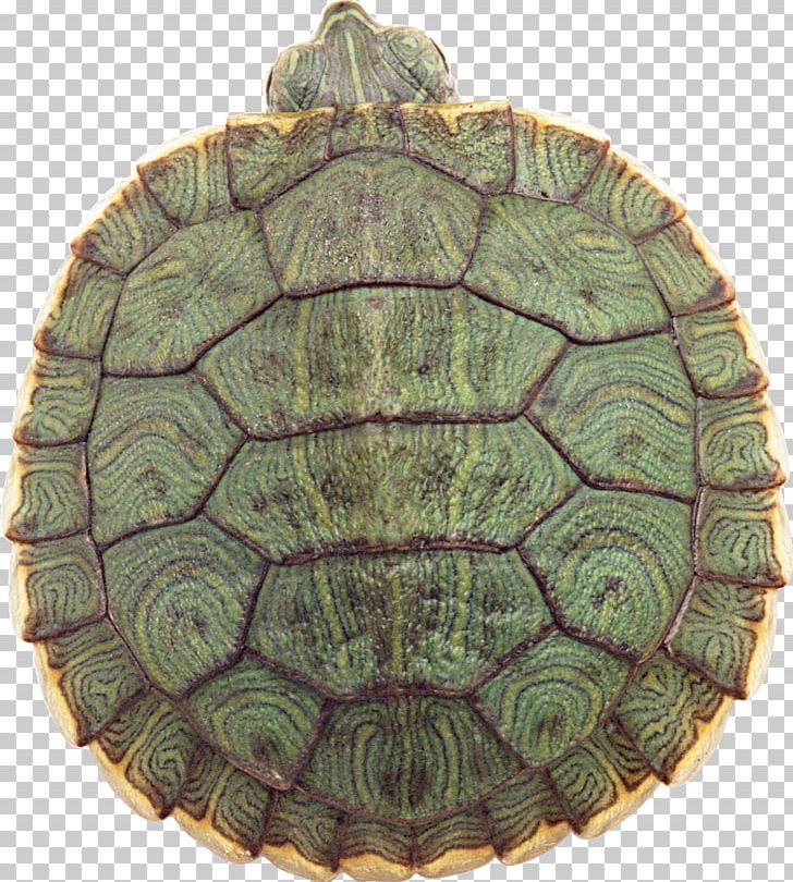 Yellow-headed Box Turtle Reptile Red-eared Slider Chinese Box Turtle PNG, Clipart, Animal, Animals, Chinese Box Turtle, Chinese Pond Turtle, Emydidae Free PNG Download