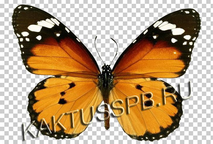 Monarch Butterfly Insect Plain Tiger Bee PNG, Clipart, 123 Kids Fun Puzzle Red, Arthropod, Brush Footed Butterfly, Butterflies And Moths, Insects Free PNG Download
