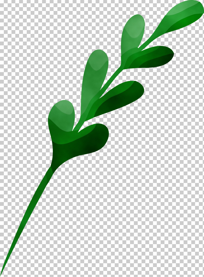 Green Leaf Plant Flower Pedicel PNG, Clipart, Christmas Ornament, Flower, Grass, Green, Leaf Free PNG Download