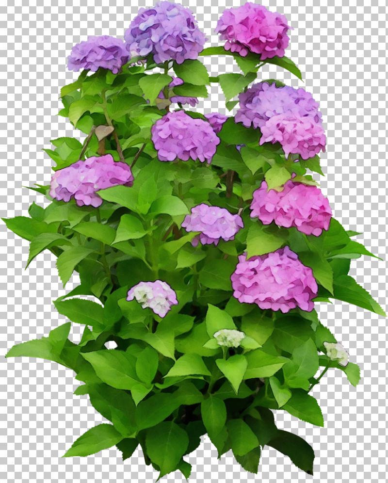 Hydrangea Annual Plant Shrub Houseplant Plants PNG, Clipart, Annual Plant, Biology, Houseplant, Hydrangea, Hydrangeaceae Free PNG Download