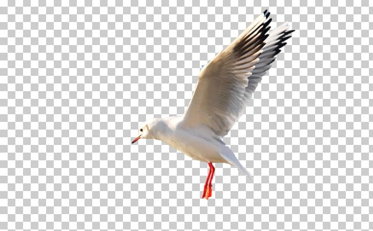 European Herring Gull Gulls Bird Wader PNG, Clipart, 2017, Animals, Beak, Bird, Charadriiformes Free PNG Download