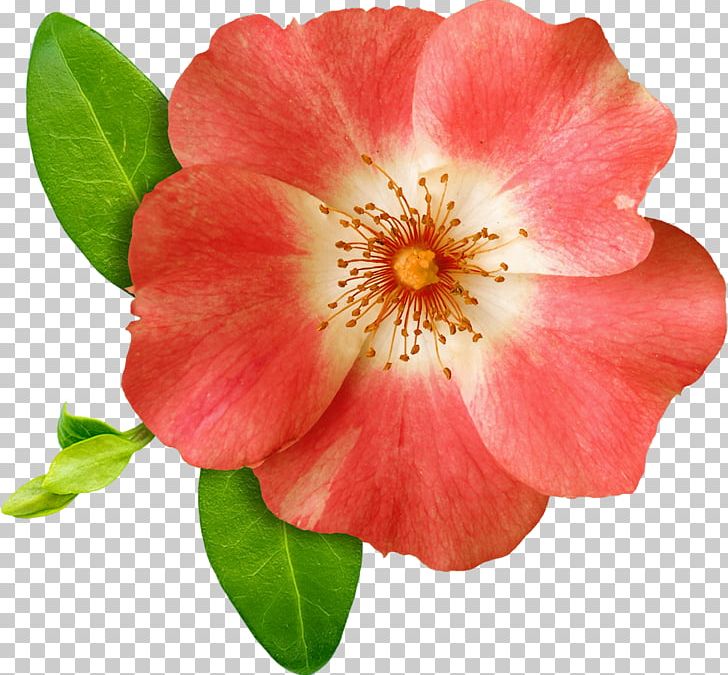 Flower PNG, Clipart, Annual Plant, Blossom, Camellia, Computer Icons, Download Free PNG Download