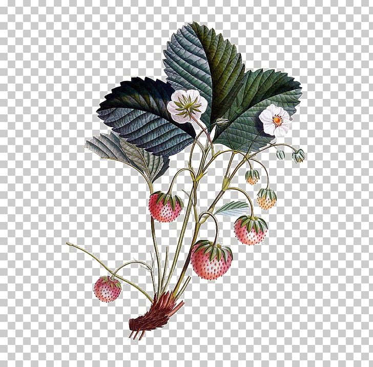 Strawberry Botanical Illustration Drawing Watercolor Painting Illustration PNG, Clipart, Amorodo, Art, Botany, Branch, Flora Free PNG Download