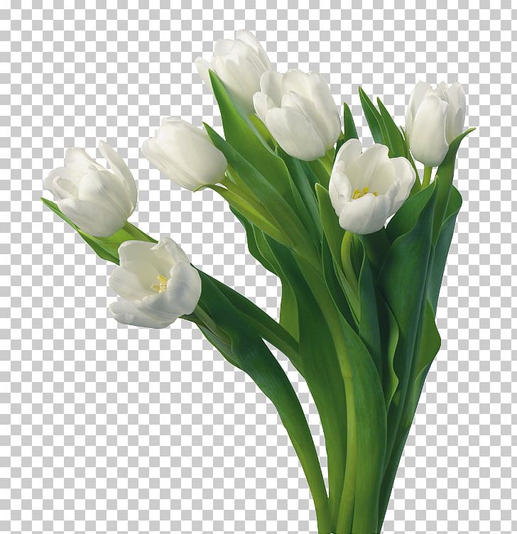 Tulip Flower Desktop PNG, Clipart, Artificial Flower, Bud, Cut Flowers, Desktop Wallpaper, Floral Design Free PNG Download