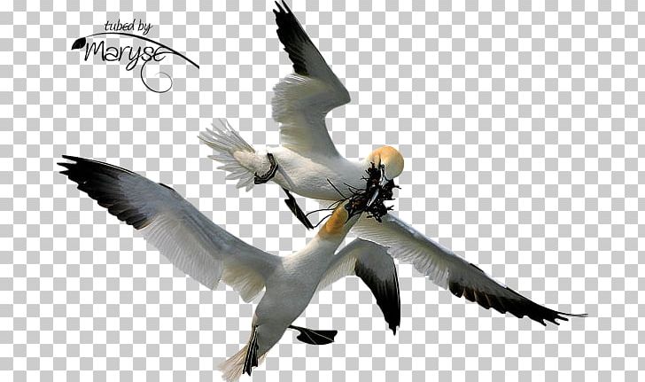Bird Gannets Beak PNG, Clipart, Animal, Animals, Beak, Bird, Drawing Free PNG Download