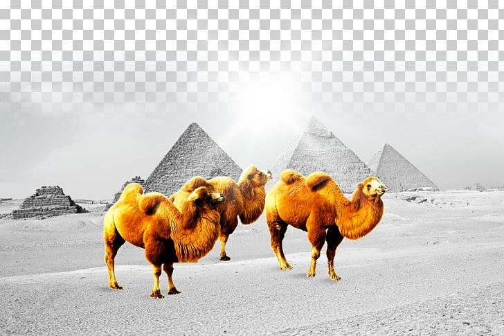 Camel Fundal Poster PNG, Clipart, Animals, Arabian Camel, Background, Business, Camel Free PNG Download